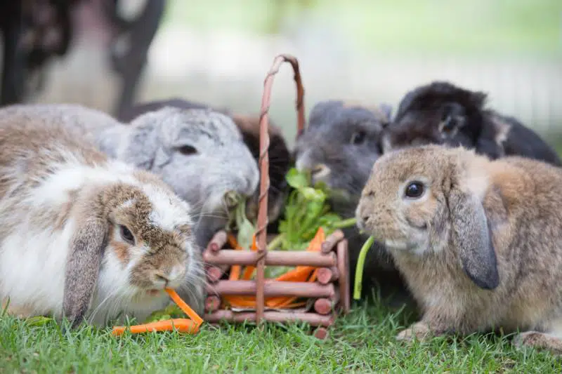 Vyvážená strava pro králíčka je nutností