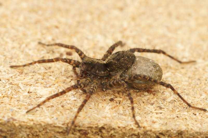 Slíďák mokřadní je jedním z častěji se vyskytující druhy pavouků v ČR